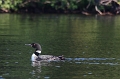 First Loon